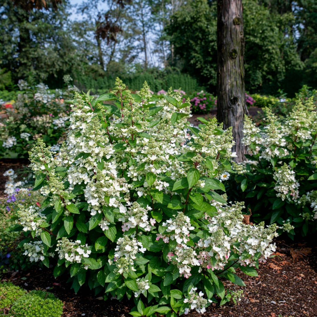 Hydrangea paniculata Flare™– Hydrangée paniculée 'Flare'