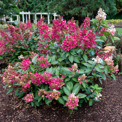 Hydrangea paniculata Flare™– Hydrangée paniculée 'Flare'