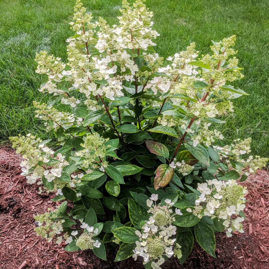 Hydrangea paniculata Flare™– Hydrangée paniculée 'Flare'