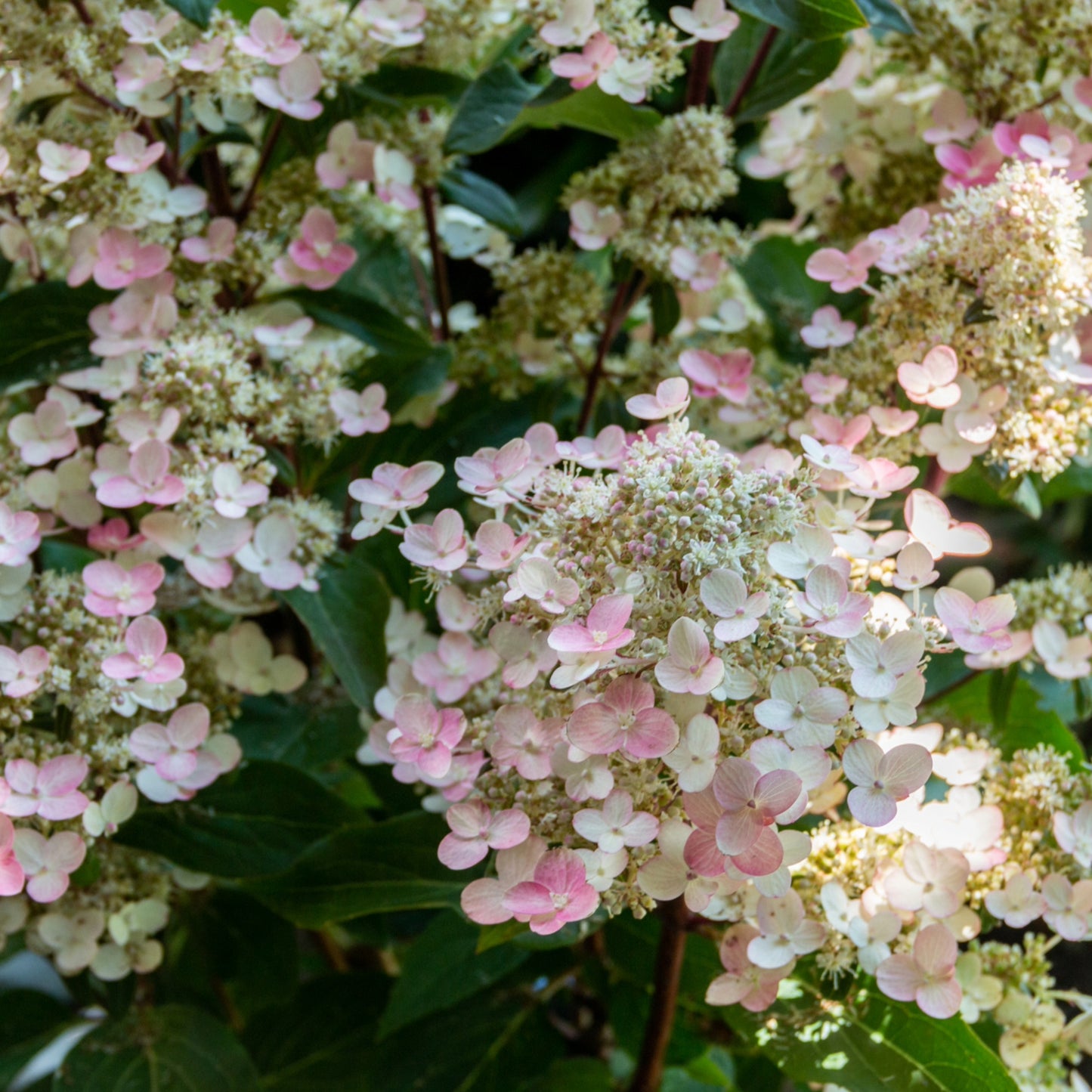 CANDELABRA® Panicle Hydrangea