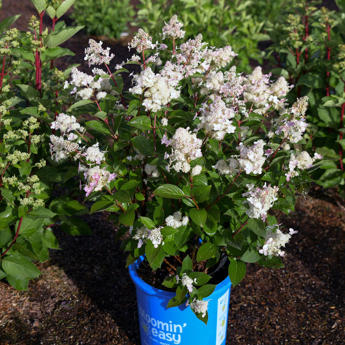 Hydrangea paniculata Torch™ - Hydrangée paniculée Torch™ – Jardineries ...