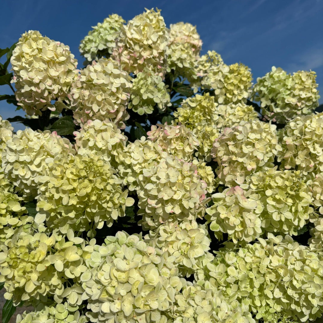 Hydrangea paniculata 'Pillow Talk' – Pillow Talk Panicle Hydrangea