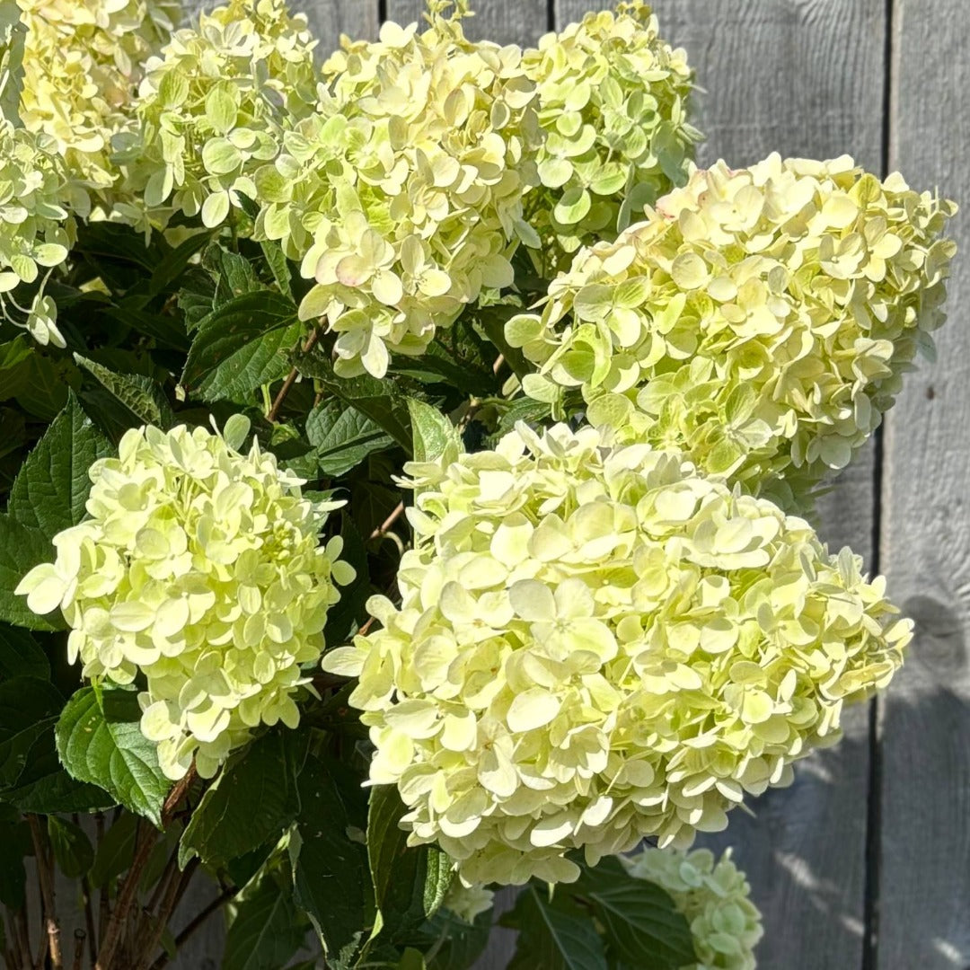 Hydrangea paniculata 'Pillow Talk' – Pillow Talk Panicle Hydrangea
