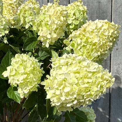 Hydrangea paniculata 'Pillow Talk' – Pillow Talk Panicle Hydrangea
