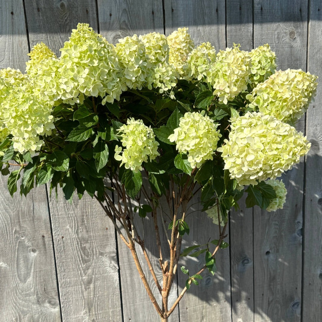 Hydrangea paniculata 'Pillow Talk' – Pillow Talk Panicle Hydrangea