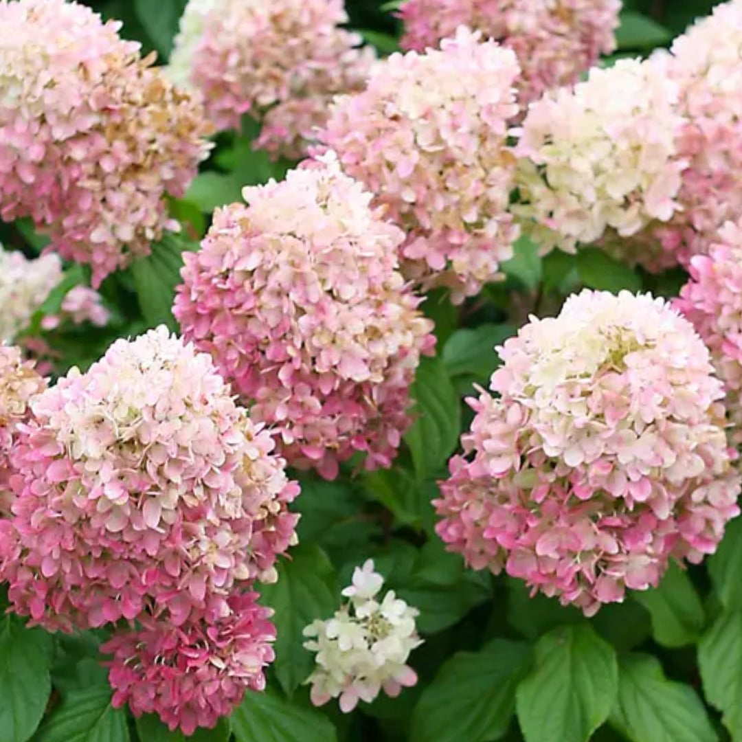 Hydrangea paniculata 'Pillow Talk' – Pillow Talk Panicle Hydrangea