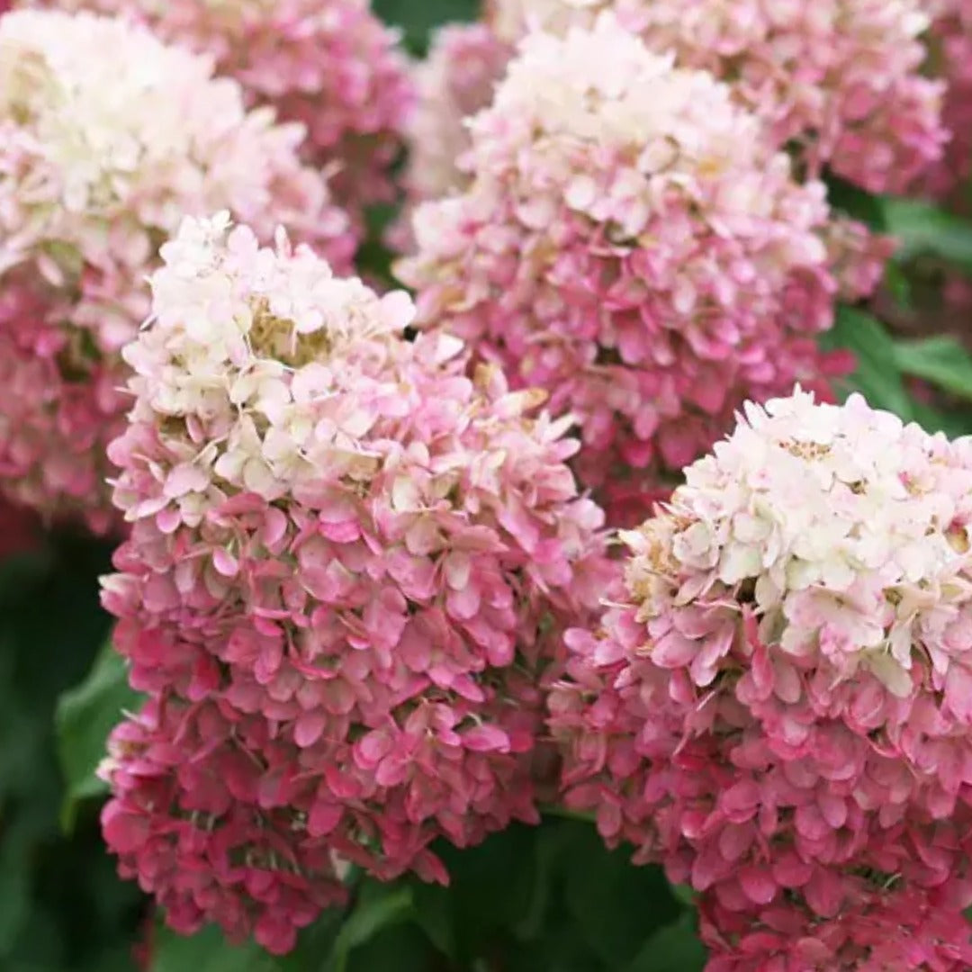 Hydrangea paniculata 'Pillow Talk' – Pillow Talk Panicle Hydrangea