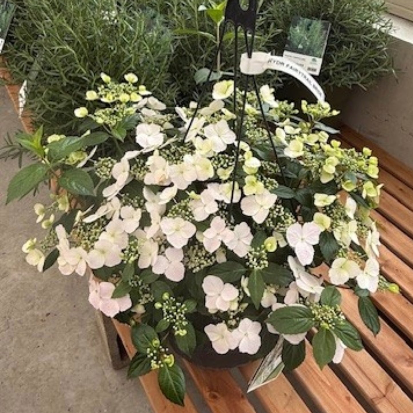 FAIRYTRAIL BRIDE® Cascade Hydrangea – Cascade Hydrangea