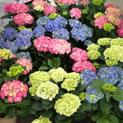 Hydrangée de Pâques (Hortensia de Pâques)