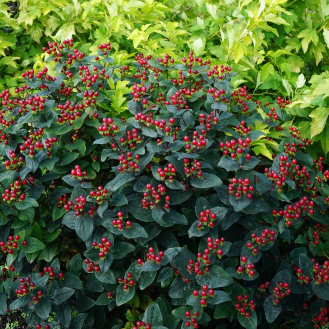 Hypericum Magical® Midnight Glow – Millepertuis Magical® Midnight Glow