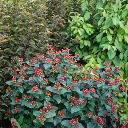 Hypericum Magical® Midnight Glow – Millepertuis Magical® Midnight Glow