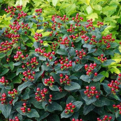 Hypericum Magical® Midnight Glow – Millepertuis Magical® Midnight Glow
