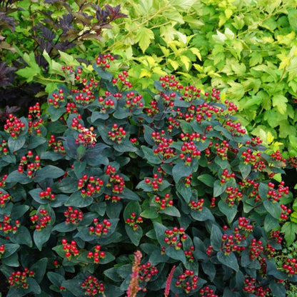 Hypericum Magical® Midnight Glow – Millepertuis Magical® Midnight Glow