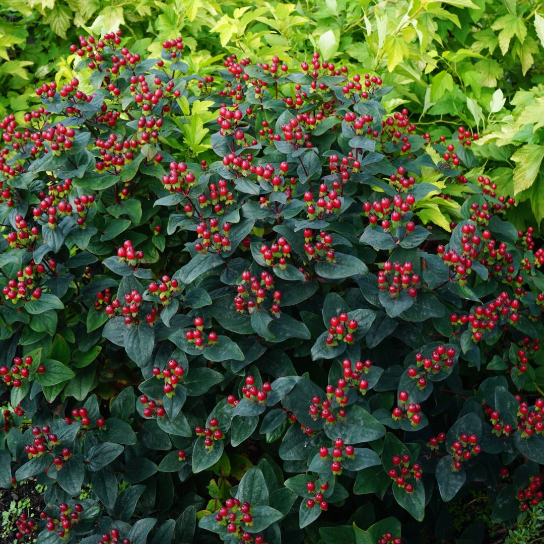 Hypericum Magical® Midnight Glow – Millepertuis Magical® Midnight Glow