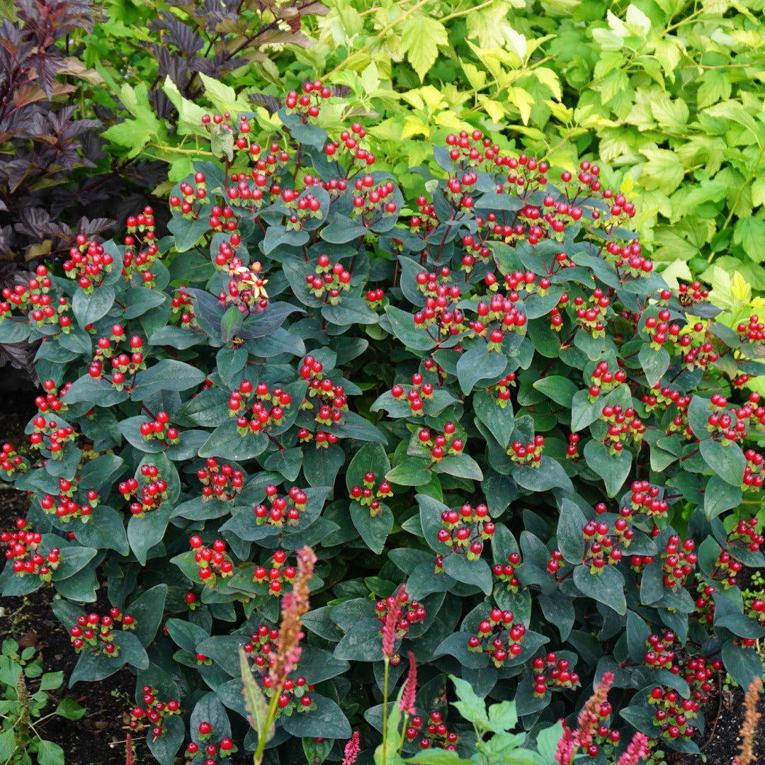 Hypericum Magical® Midnight Glow – Millepertuis Magical® Midnight Glow