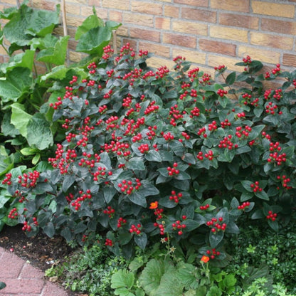 Hypericum Magical® Midnight Glow – Millepertuis Magical® Midnight Glow