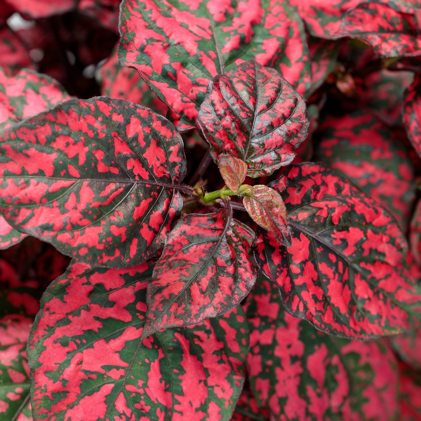 Hypoestes Lotty Dotty Red