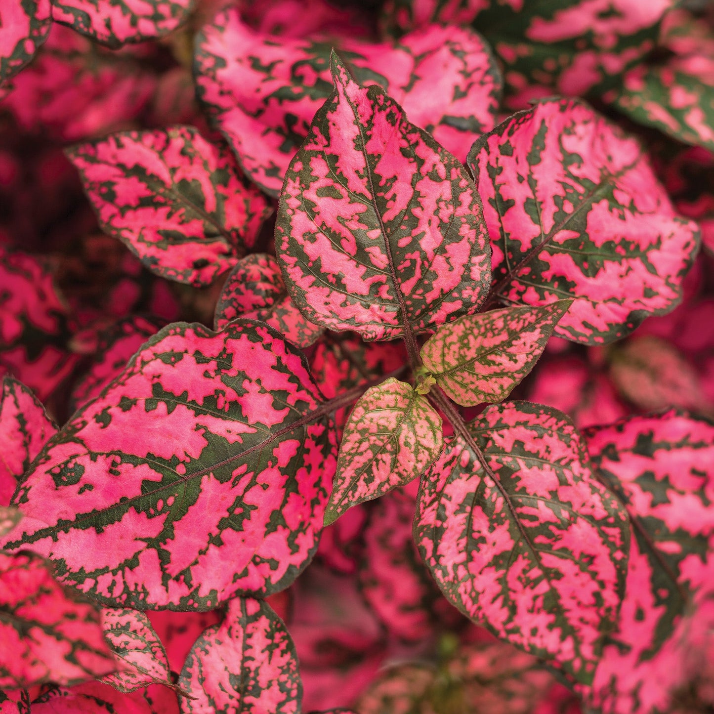 HIPPO Rose Polka Dot Plant