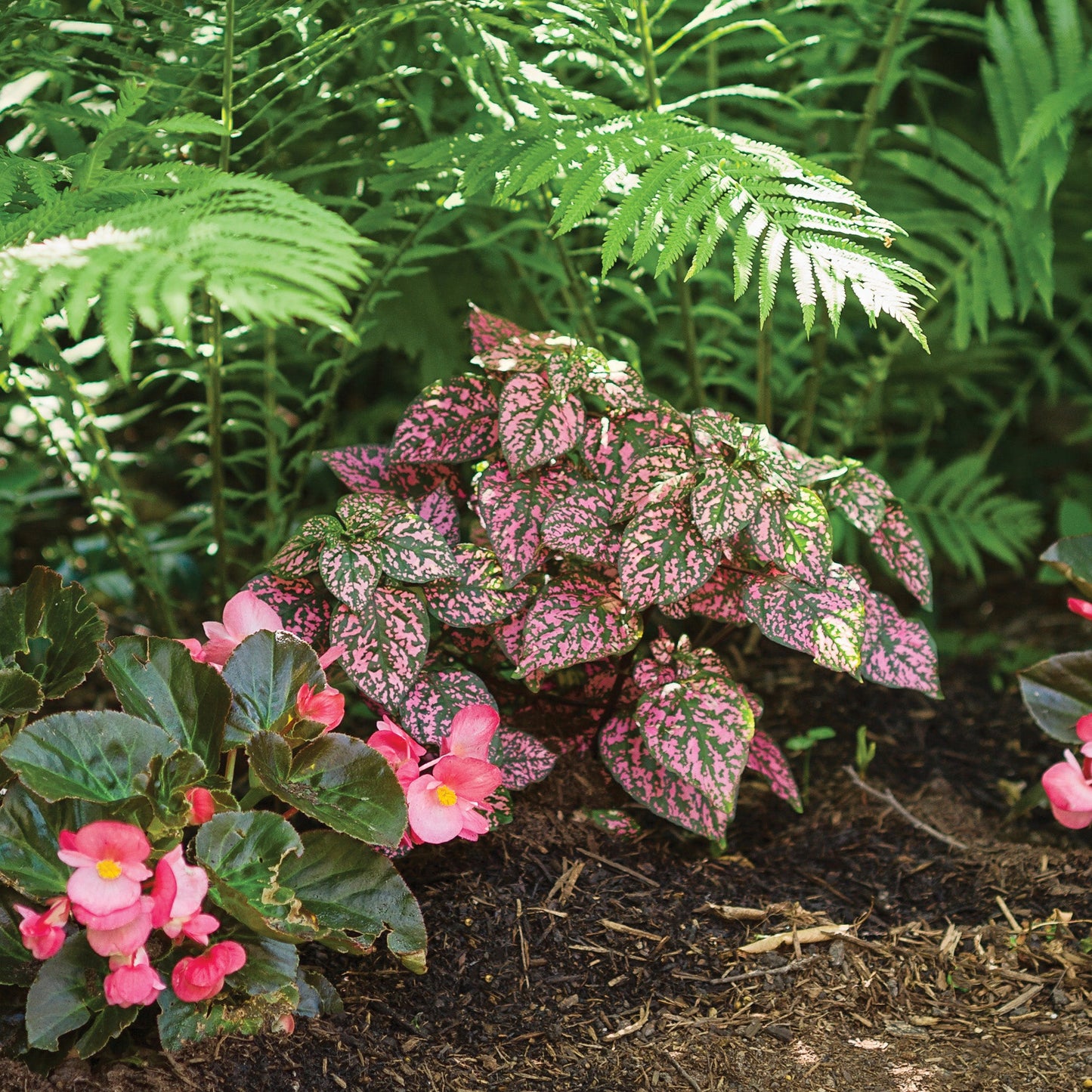 HIPPO Rose Polka Dot Plant