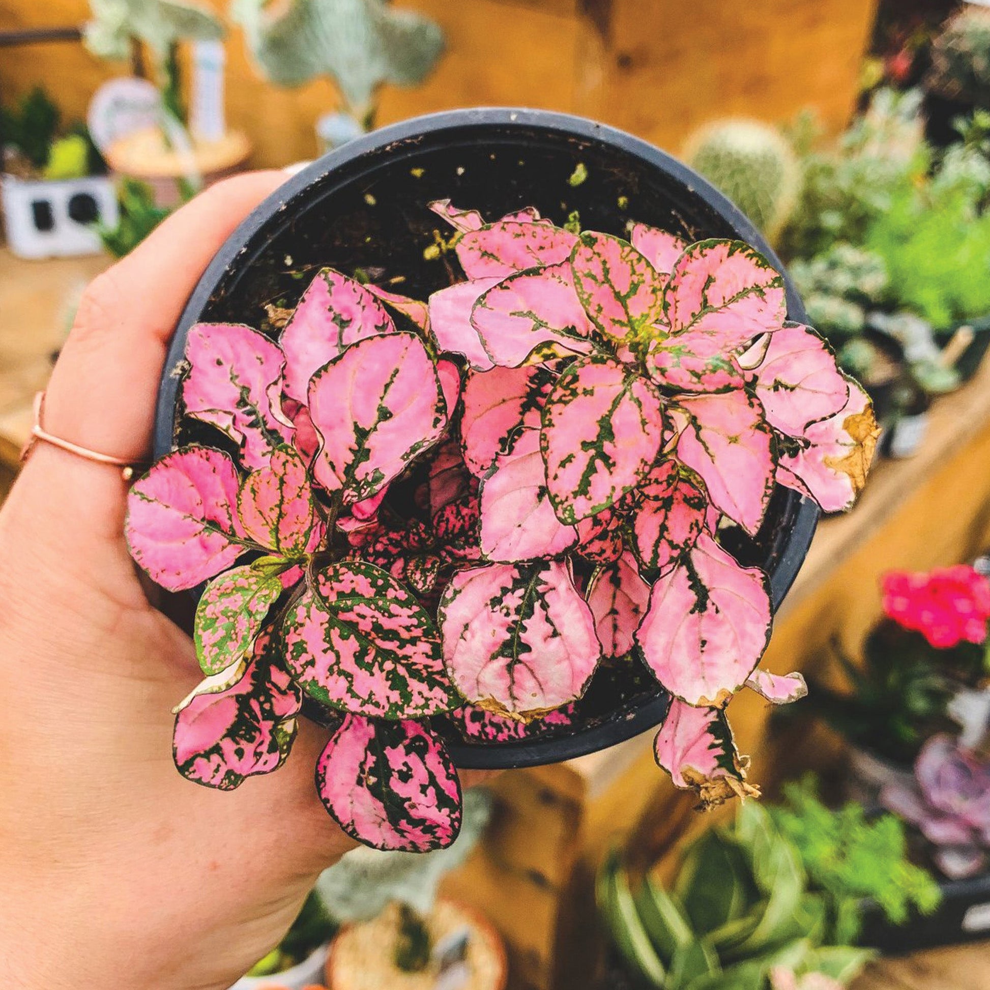 polka dot plant in pot HIPPO Rose Polka Dot Plant – Jardineries Botanix