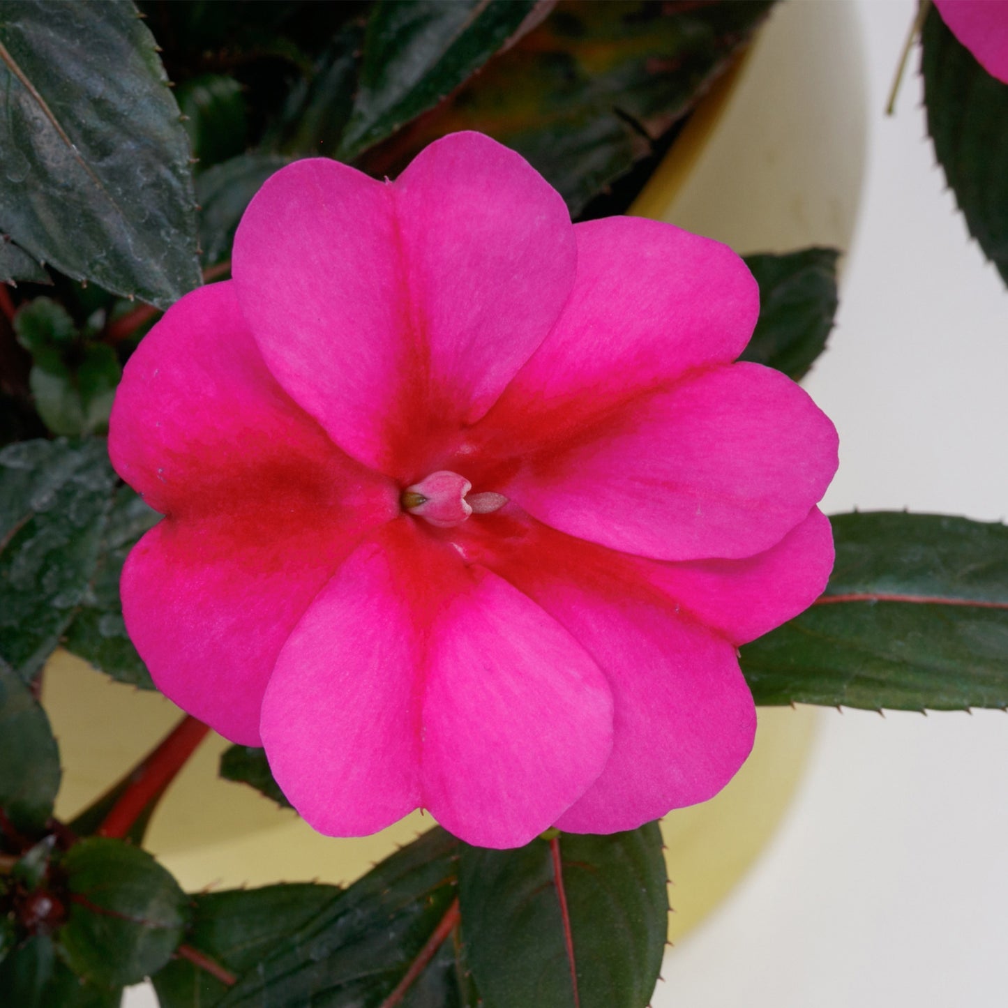 Impatiens SUNPATIENS® Compact Purple Candy