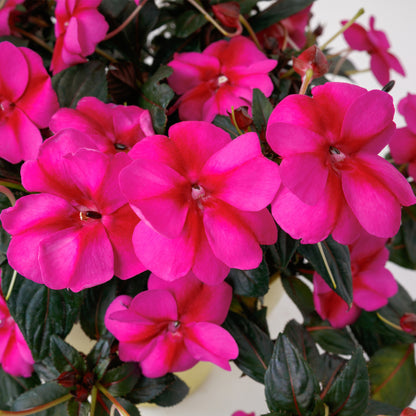 Impatiens SUNPATIENS® Compact Purple Candy