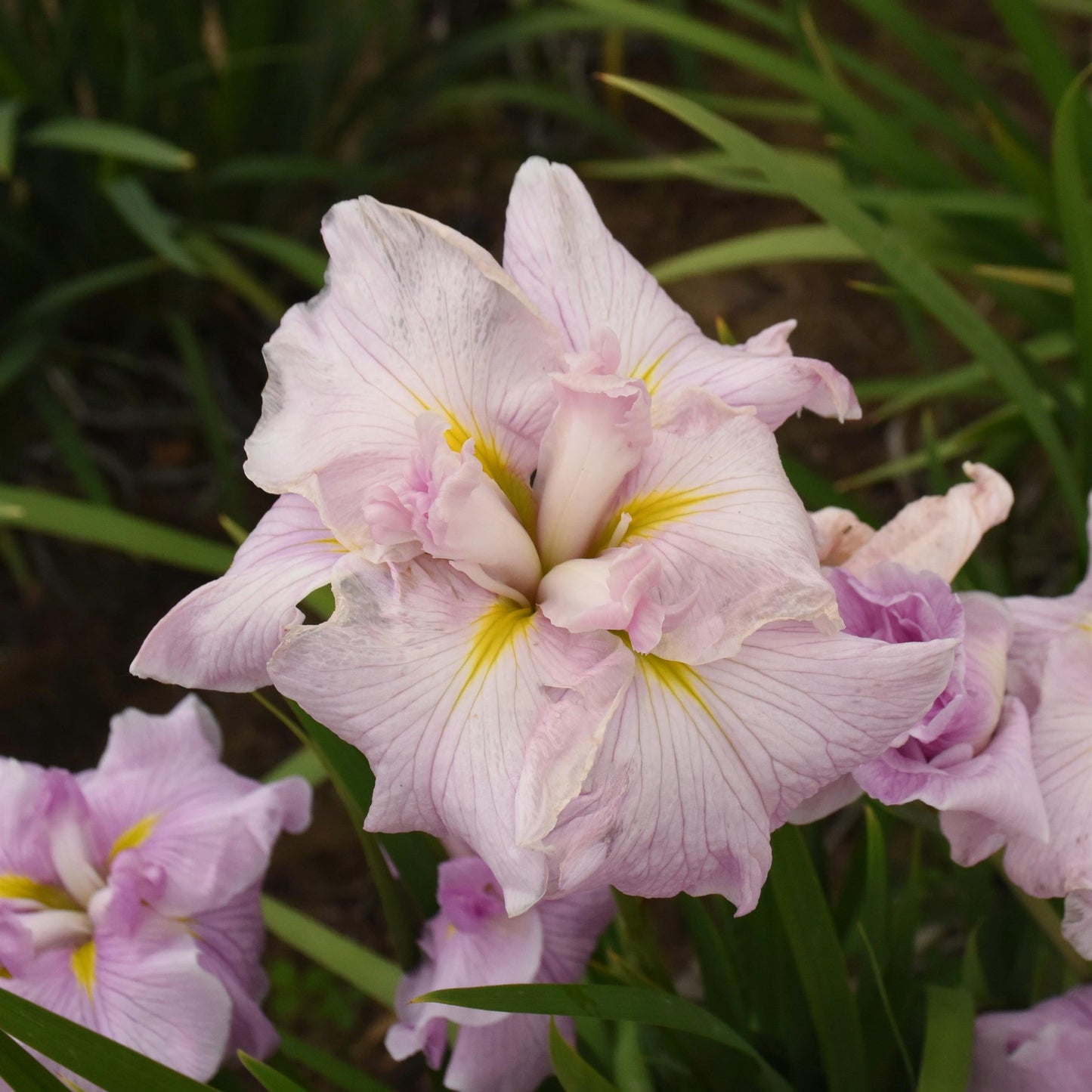 Iris ensata 'Pinkerton' – Pinkerton Japanese Iris