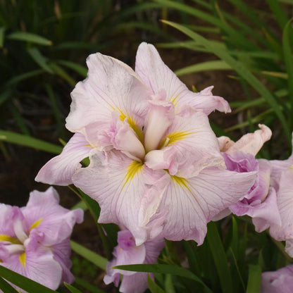 Iris ensata 'Pinkerton' – Pinkerton Japanese Iris