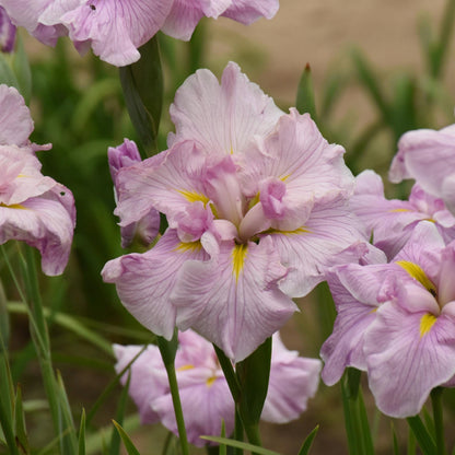 Iris ensata 'Pinkerton' – Pinkerton Japanese Iris