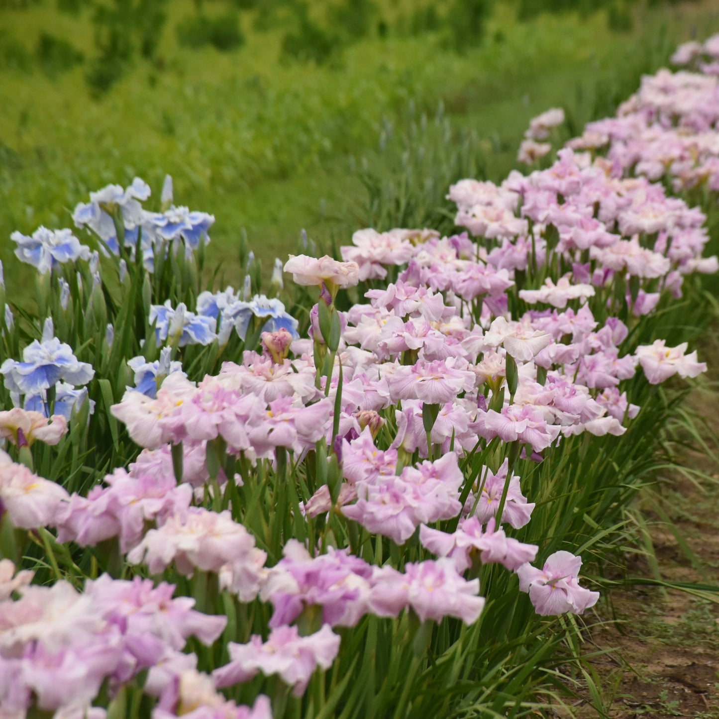 Iris ensata 'Pinkerton' – Pinkerton Japanese Iris