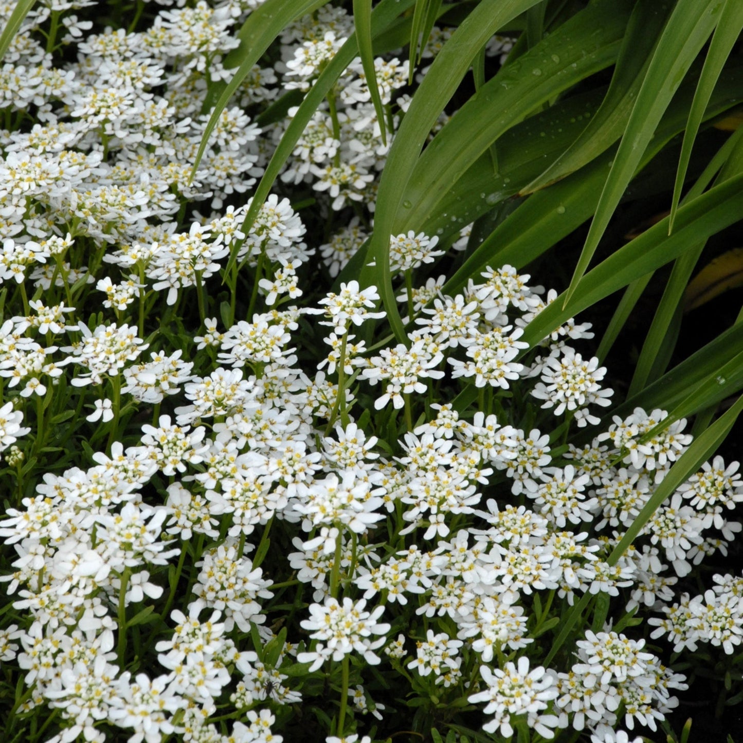 Snowflake' Candytuft