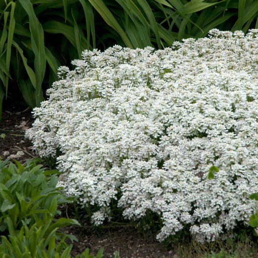 Snowflake' Candytuft