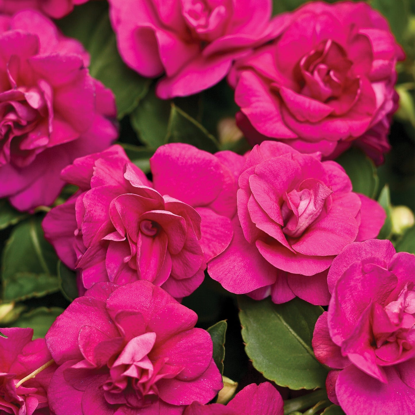 ROCKAPULCO® Purple Double Impatiens