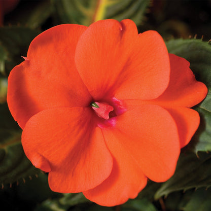 SUNPATIENS® Compact Orange