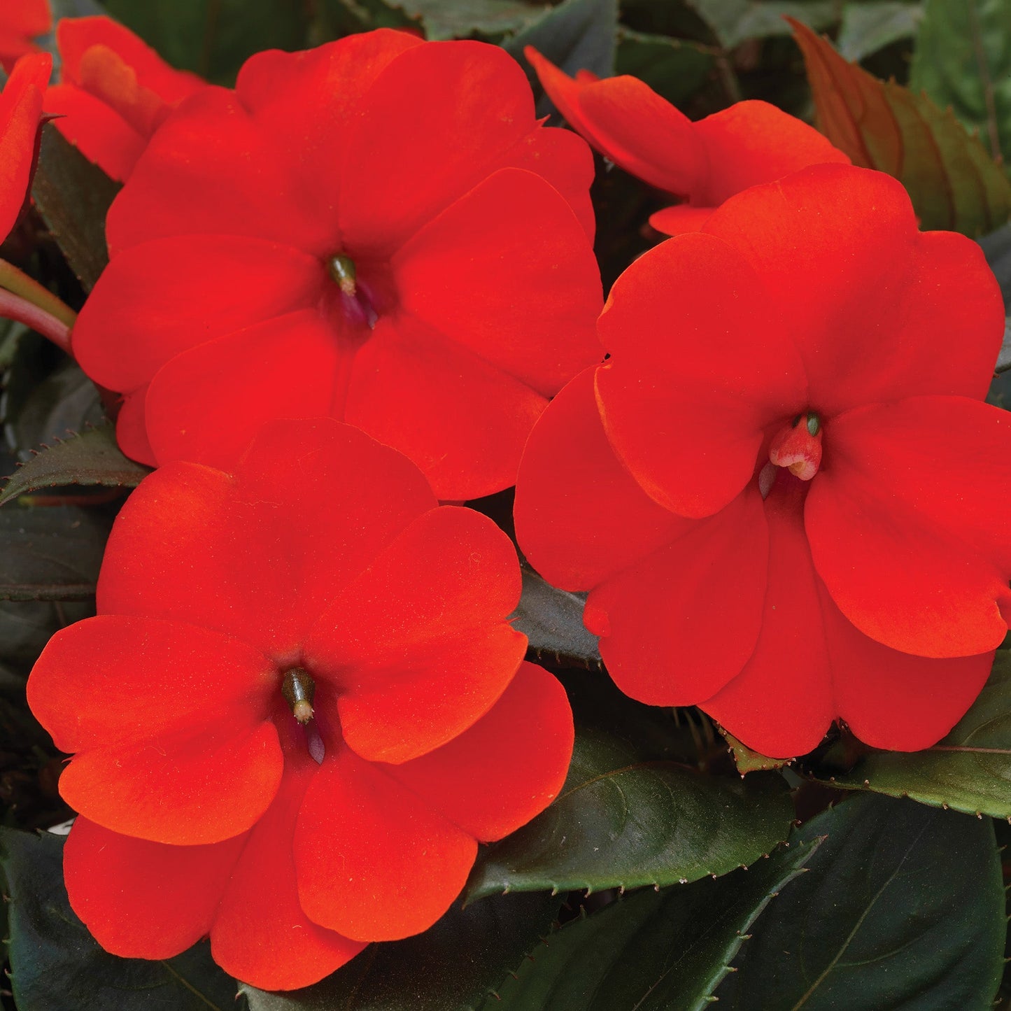 SUNPATIENS® Compact Orange