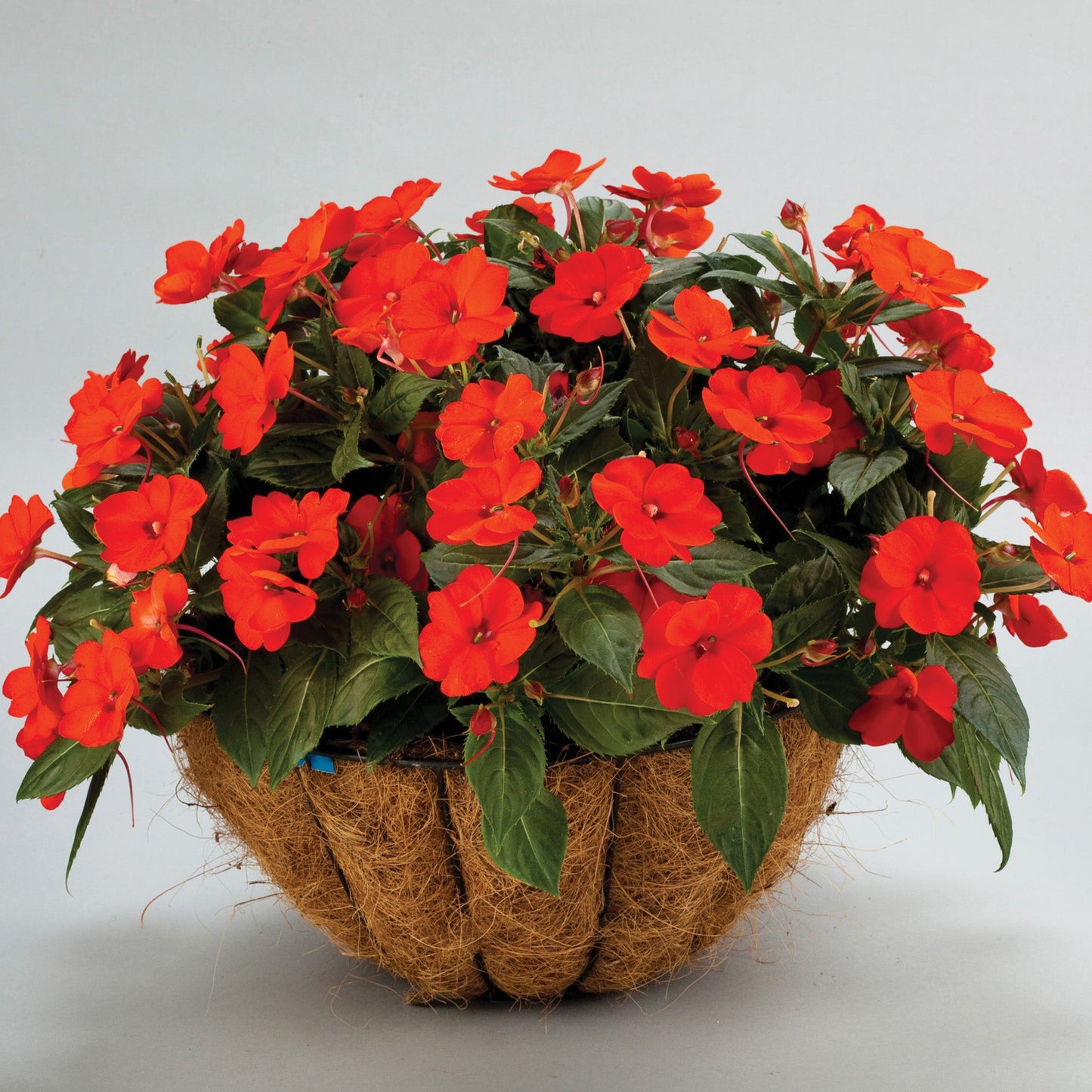 SUNPATIENS® Compact Orange