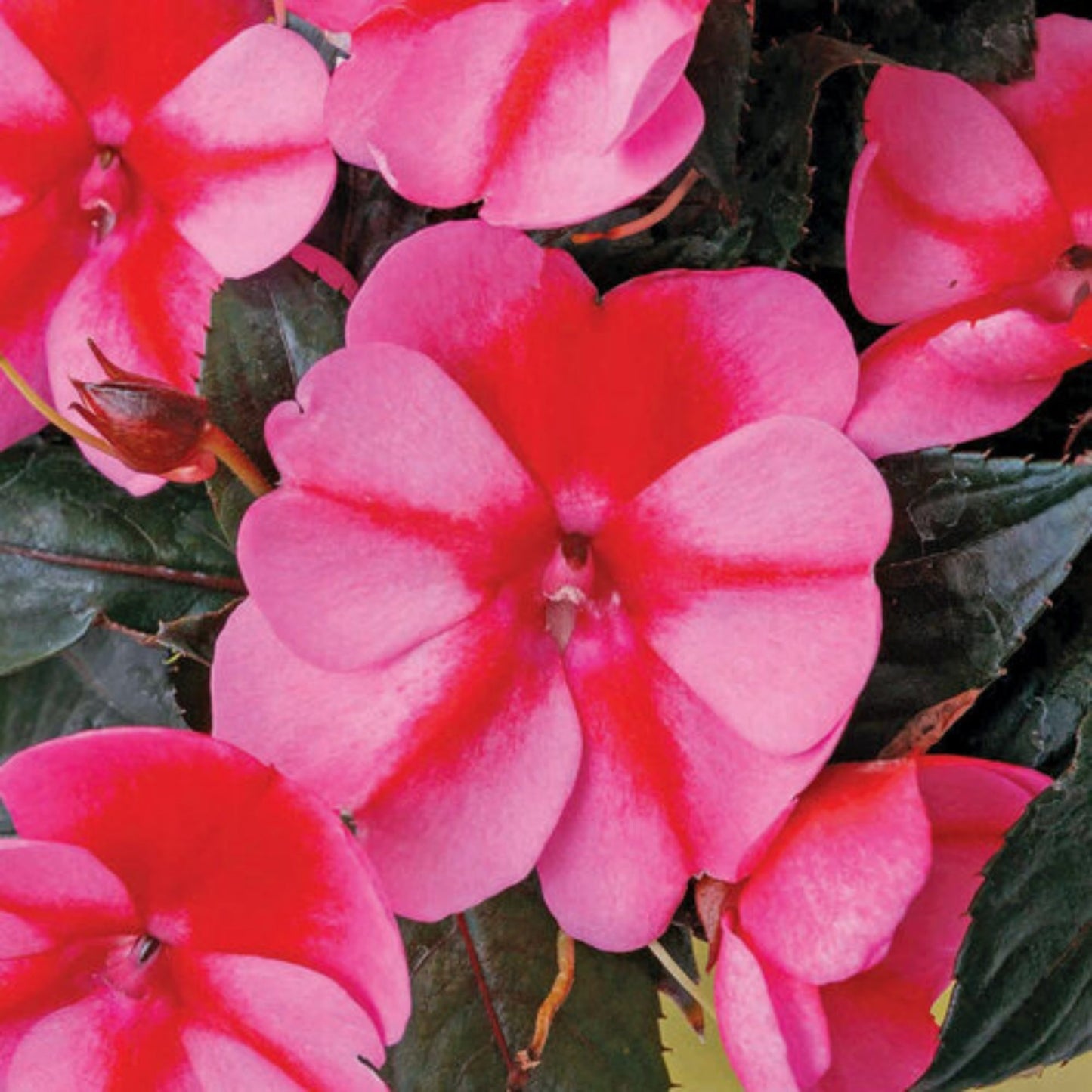 Impatiens SUNPATIENS® Compact Red Candy