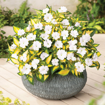 Impatiens SUNPATIENS® Vigorous Tropical White