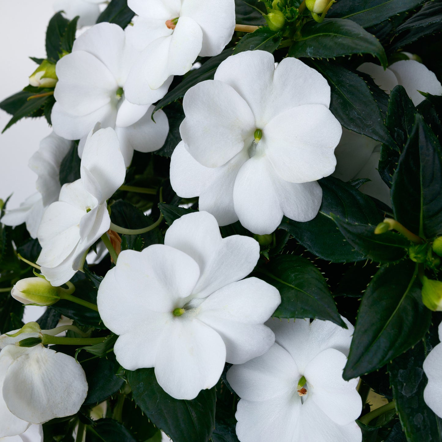 Impatiens SUNPATIENS® Compact Classic White