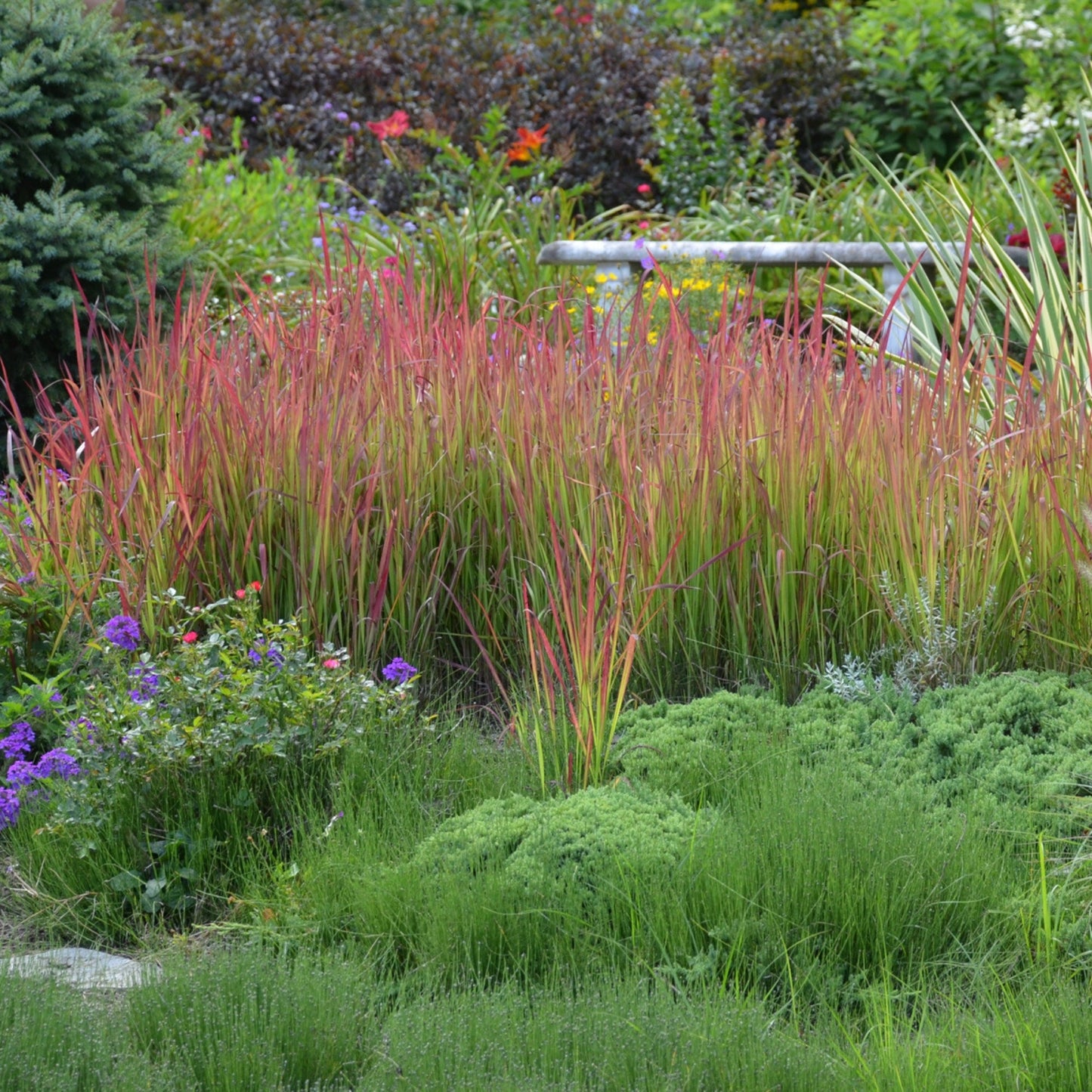 Herbe Rouge Japonaise 'Red Baron'