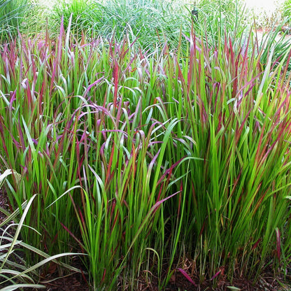 Red Baron' Japanese Blood Grass 