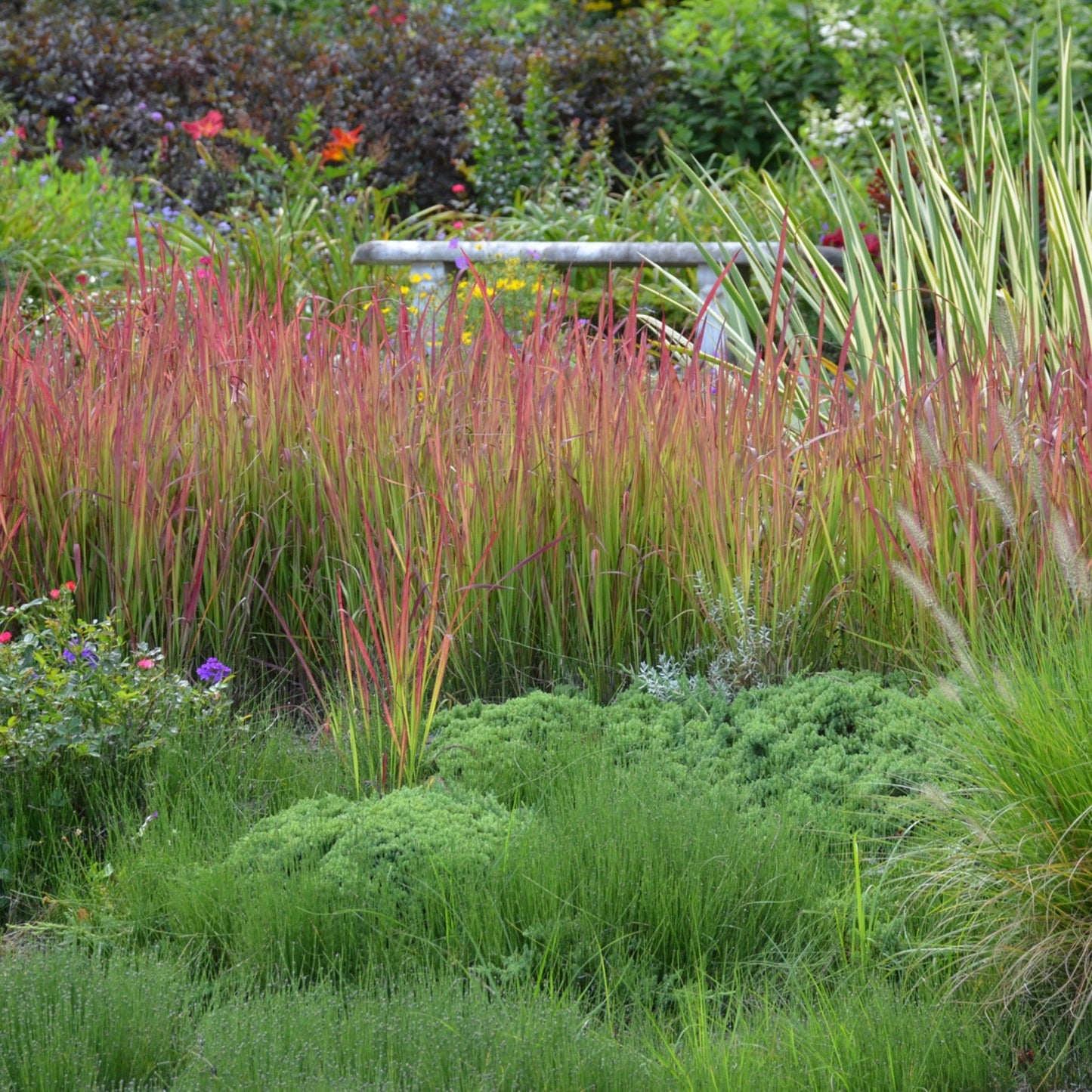 Herbe Rouge Japonaise 'Red Baron'