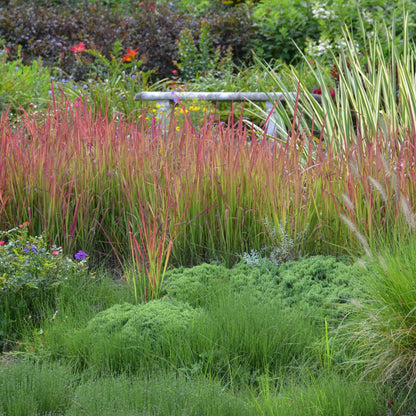 Red Baron' Japanese Blood Grass 