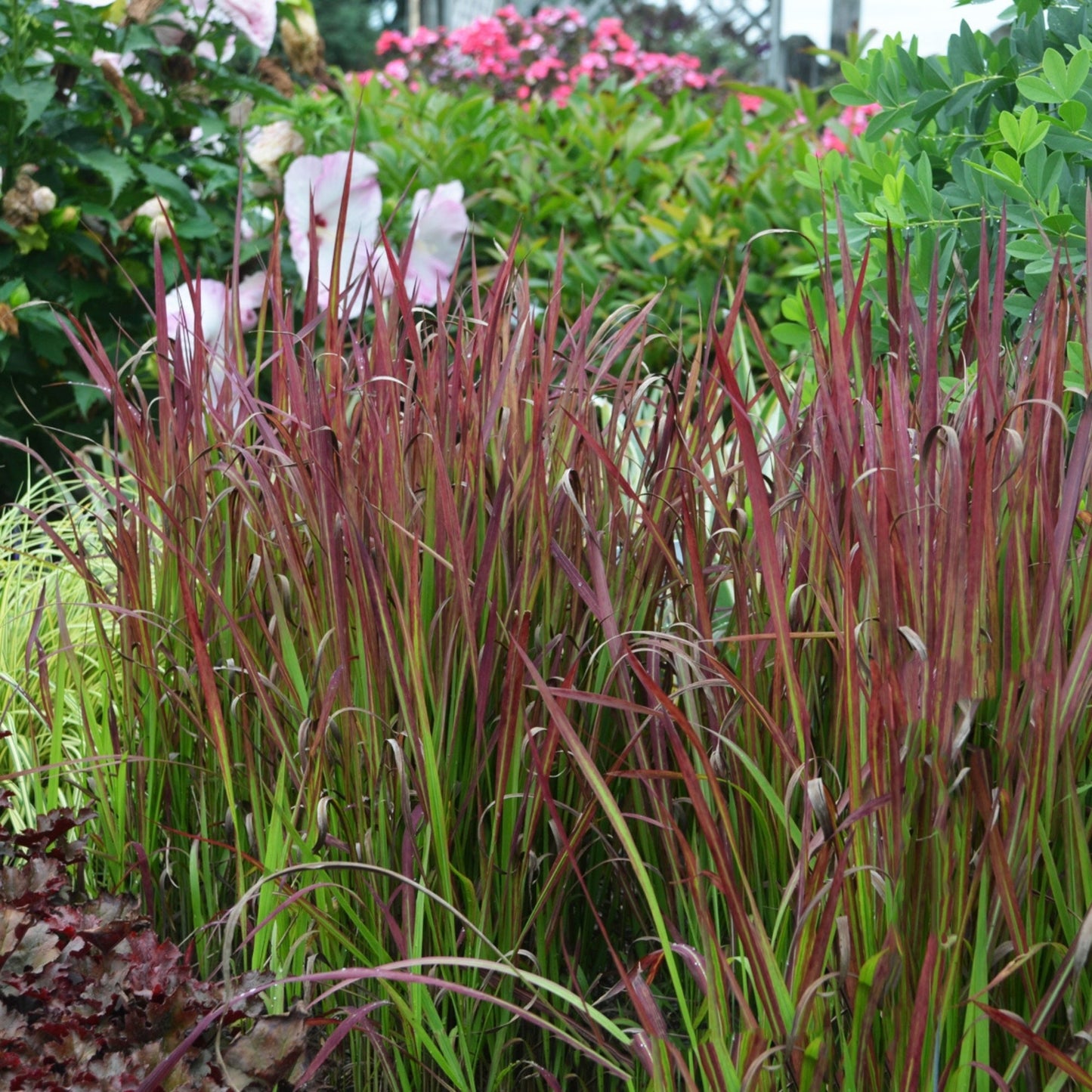 Red Baron' Japanese Blood Grass 