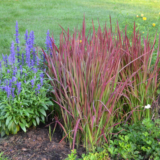 Red Baron' Japanese Blood Grass 