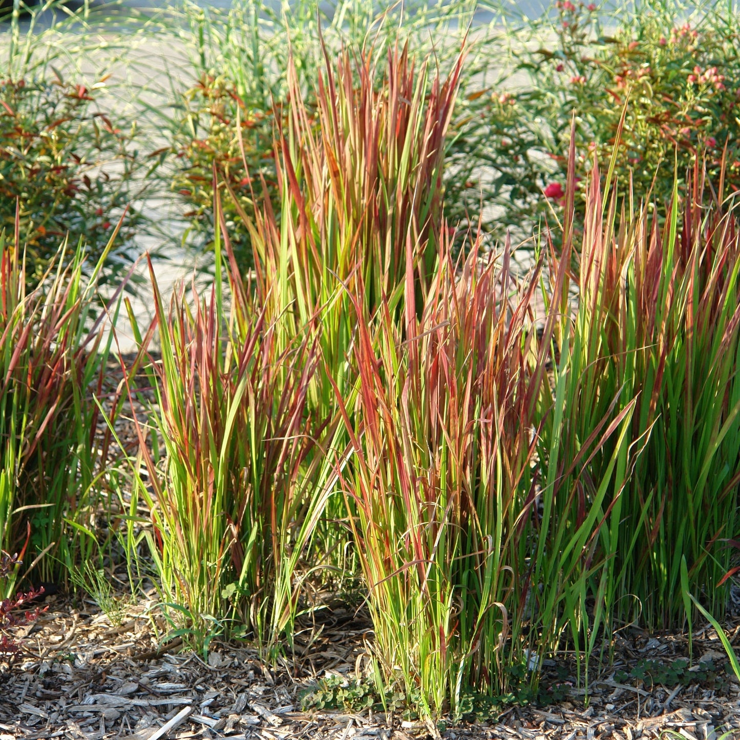 Red Baron' Japanese Blood Grass 