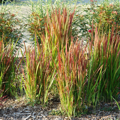 Herbe Rouge Japonaise 'Red Baron'