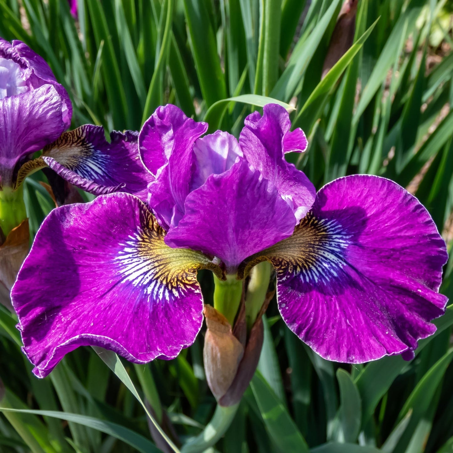 Lady Vanessa' Siberian Iris