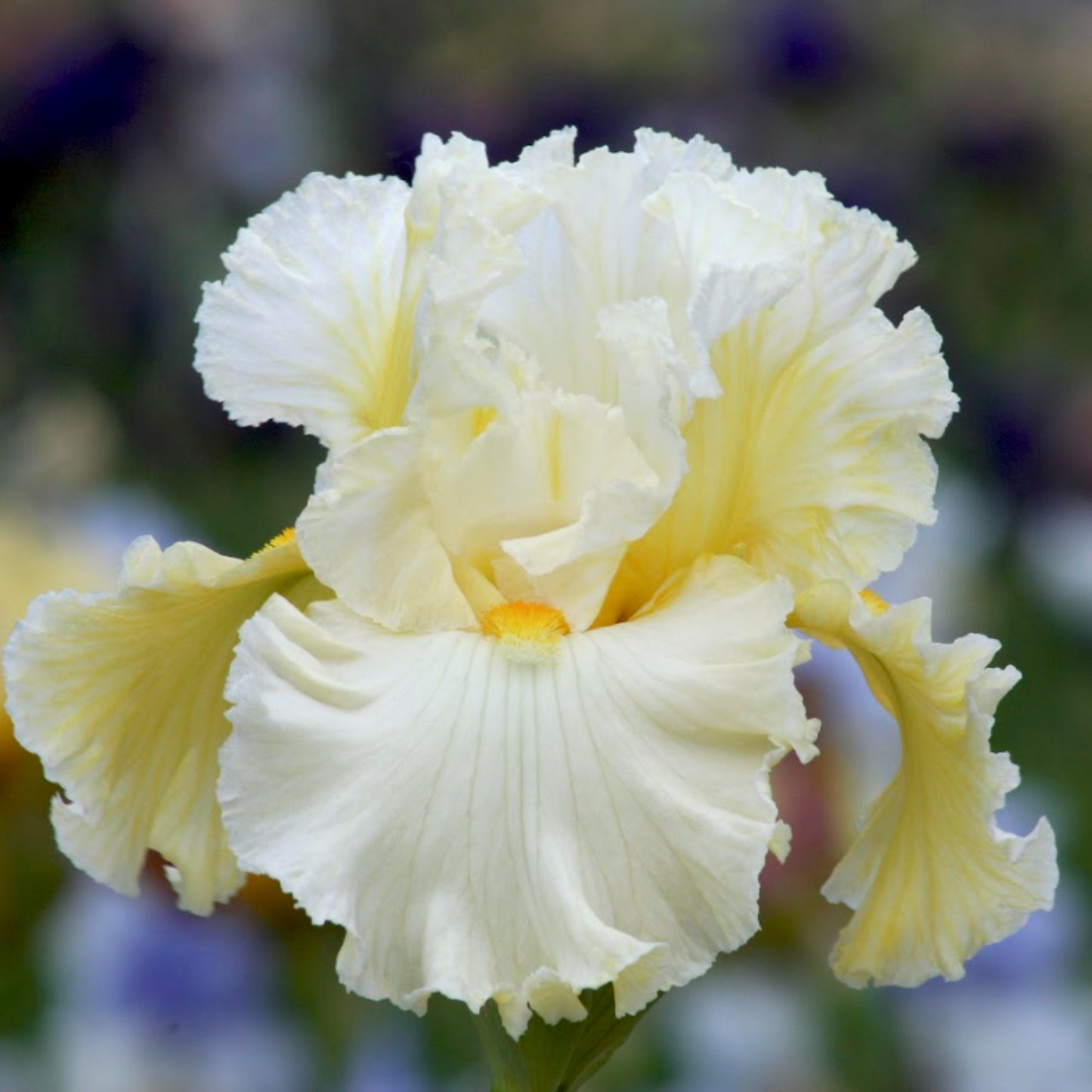 Iris de Sibérie 'Swans in Flight'