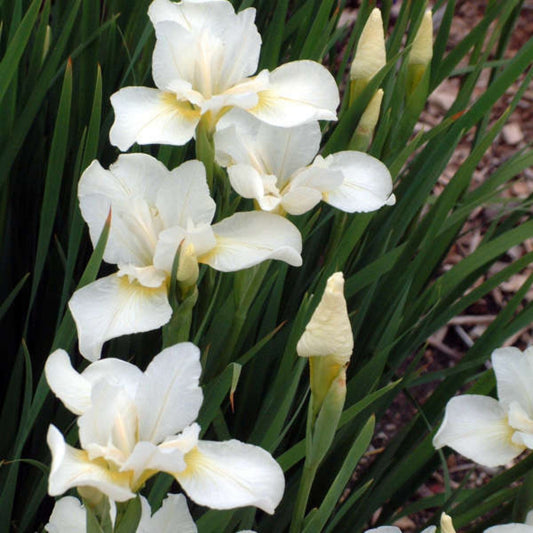 White Swirl' Siberian Iris